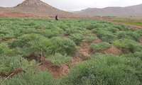 کاشت انغوزه در اراضی رها شده استان یزد 