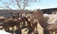 تحولی در گردشگری کشاورزی شهرستان یزد