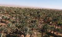 پیش بینی برداشت ۵ هزارتن خرما از نخلستان های بافق