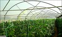 استقبال سرمایه گذاران برای احداث گلخانه در ابرکوه