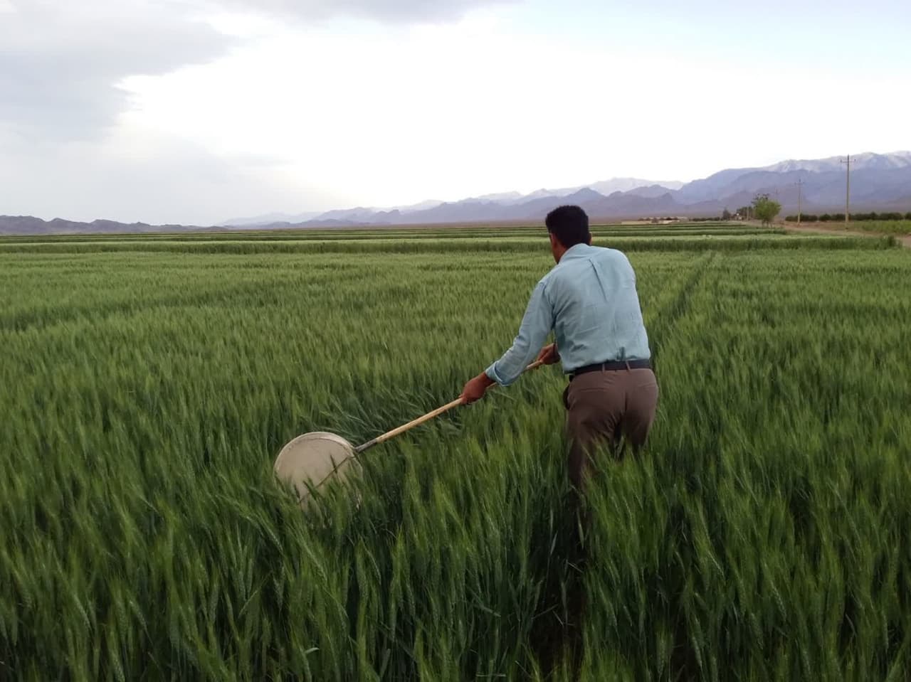آغاز مبارزه شیمیایی با آفت سن مادری در مزارع ابرکوه