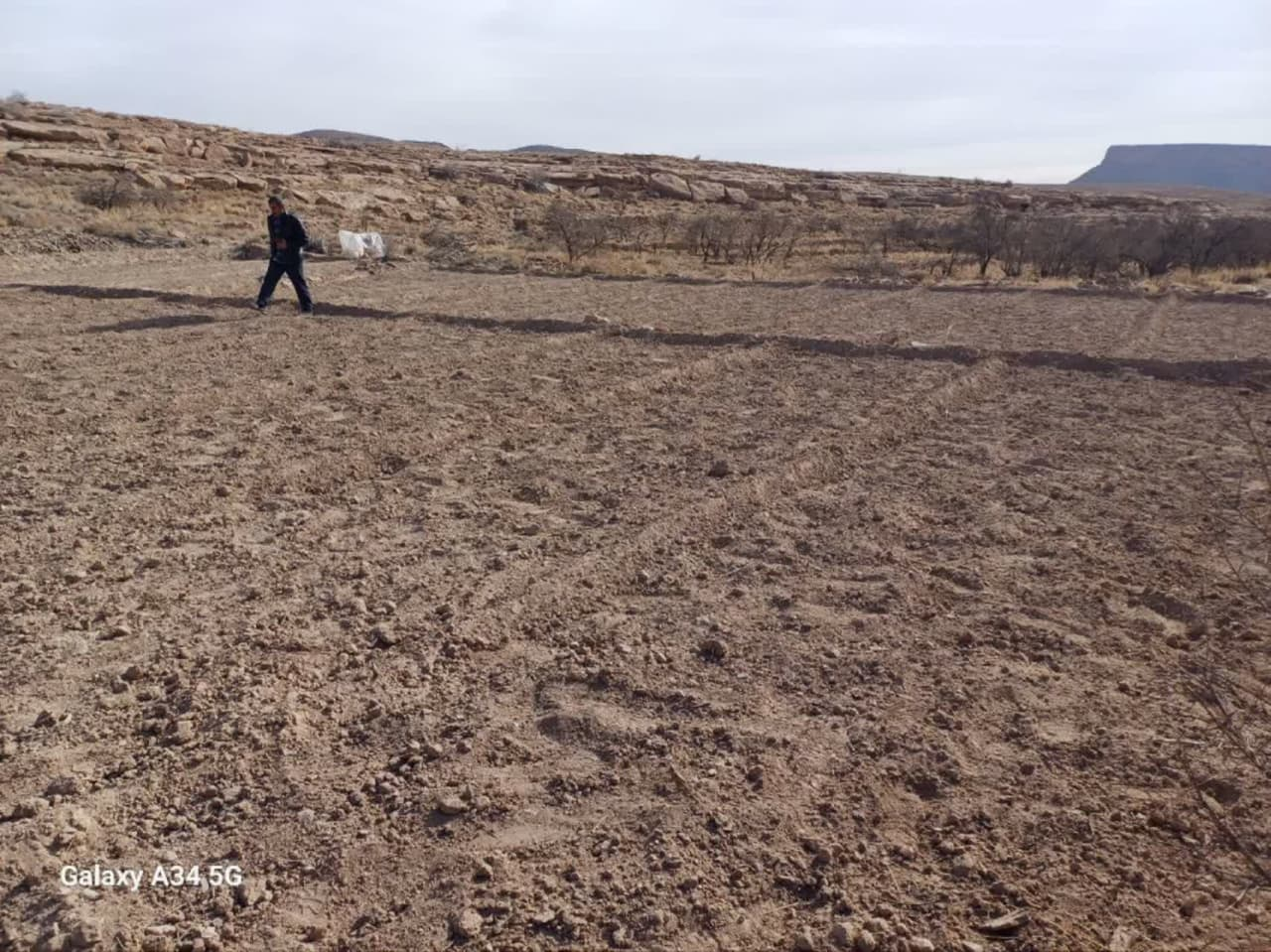 کشت ۵۰۰۰عدد نشا گیاه آنغوزه درروستای میدونه توران پشت